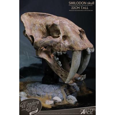 Wonders of the Wild Series Estatua Smilodon Skull Fossil 22 cm