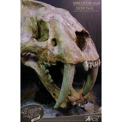 Wonders of the Wild Series Estatua Smilodon Skull Fossil 22 cm