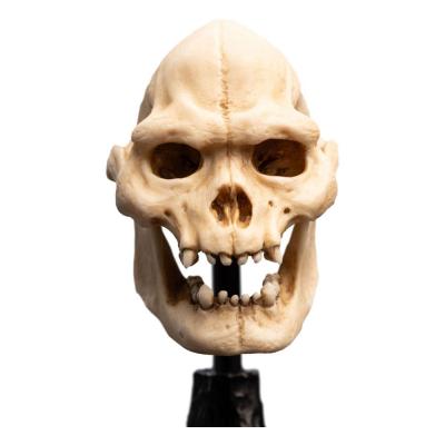 El Señor de los Anillos Estatua Skull of Lurtz 14 cm