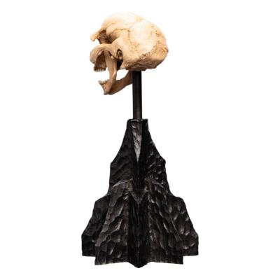 El Señor de los Anillos Estatua Skull of a Moria Orc 13 cm