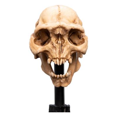 El Señor de los Anillos Estatua Skull of a Moria Orc 13 cm