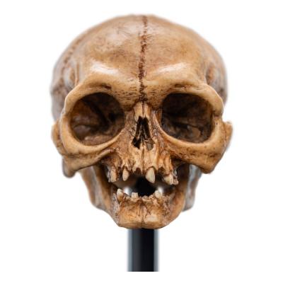 El Señor de los Anillos Estatua Skull of Gollum 13 cm