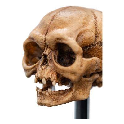 El Señor de los Anillos Estatua Skull of Gollum 13 cm