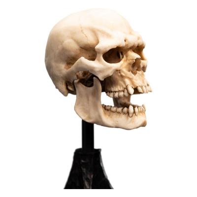 El Señor de los Anillos Estatua Skull of a Mordor Orc 14 cm