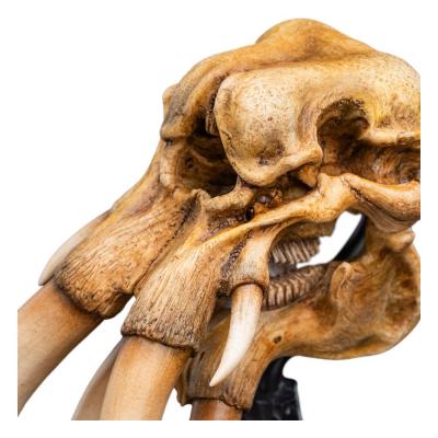 El Señor de los Anillos Estatua Skull of a Mumak 15 cm